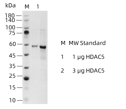 HDAC5-1.png