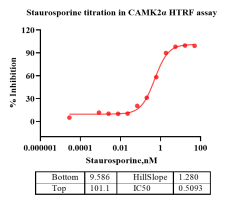 G130613011-CaMK2α-2.png