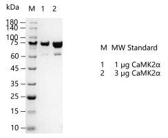 G130613011-CaMK2α.png