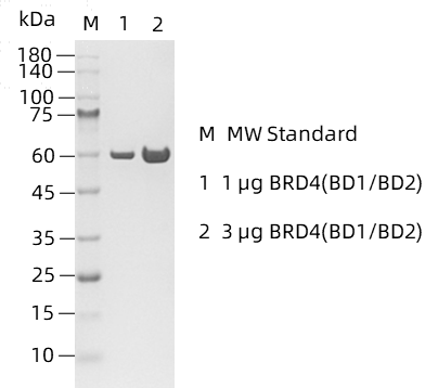 BRD4(BD1&BD2)-1.png