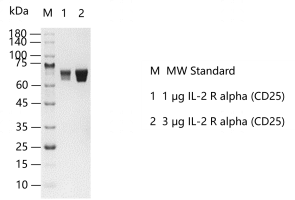 D131017011-IL-2 R alpha (CD25).png