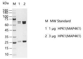 G130206021-HPK1(MAP4K1).png