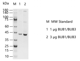 F140221021-BUB1-BUB3.png