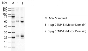 A130808021-CENP-E (Motor Domain).png