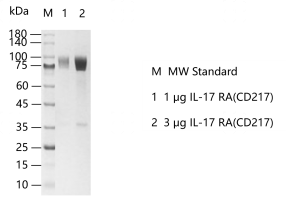D131008011-IL-17 RA(CD217).png