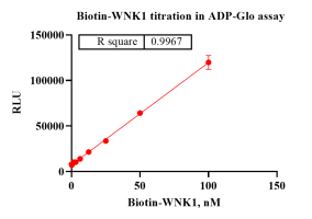 G140627011-Biotin-WNK1-1.png