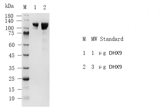 鍥剧墖寰呰В瀵_寰呰В瀵_12. S2309T-H13HF聽DHX9聽Prote
