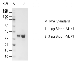 G140514011-Biotin-MLK1.png