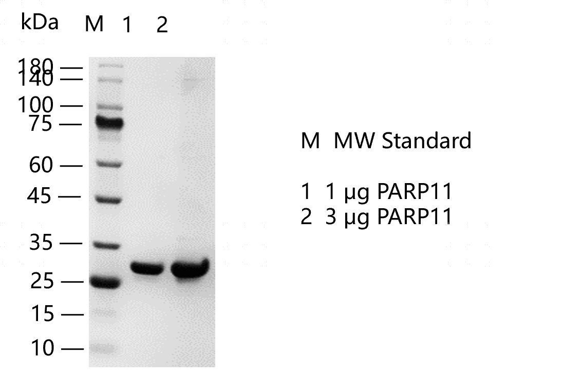 PARP11.png