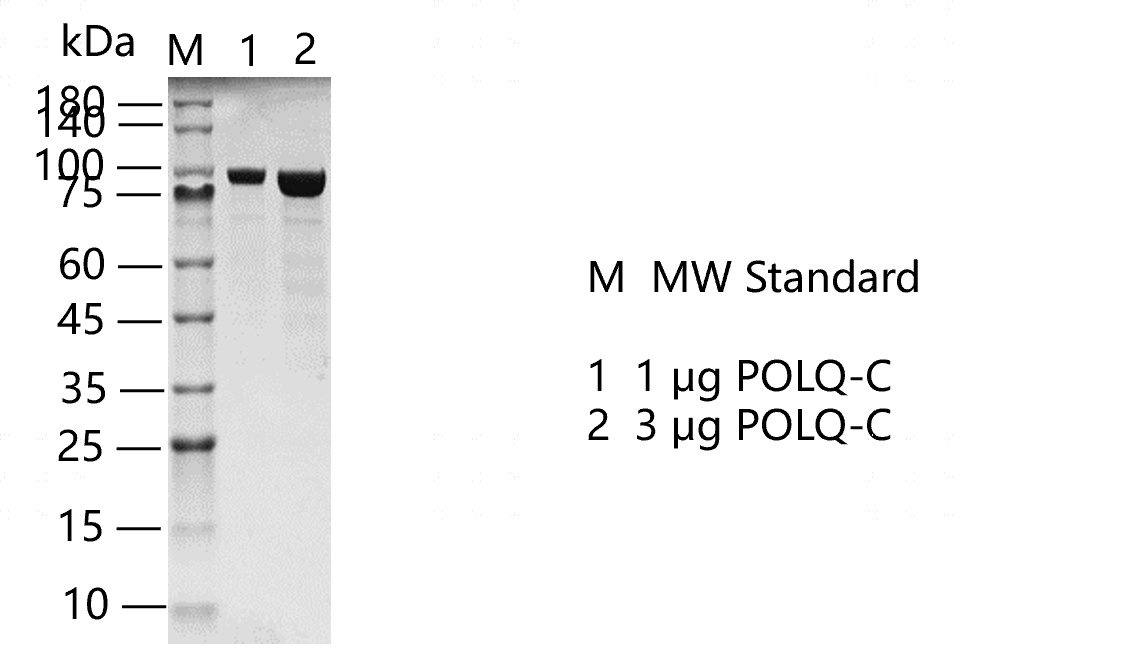 POLQ-C  S220107-1.png