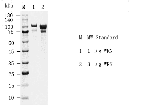 4. S2212T-H56HZ WRN Protein @G130116012.