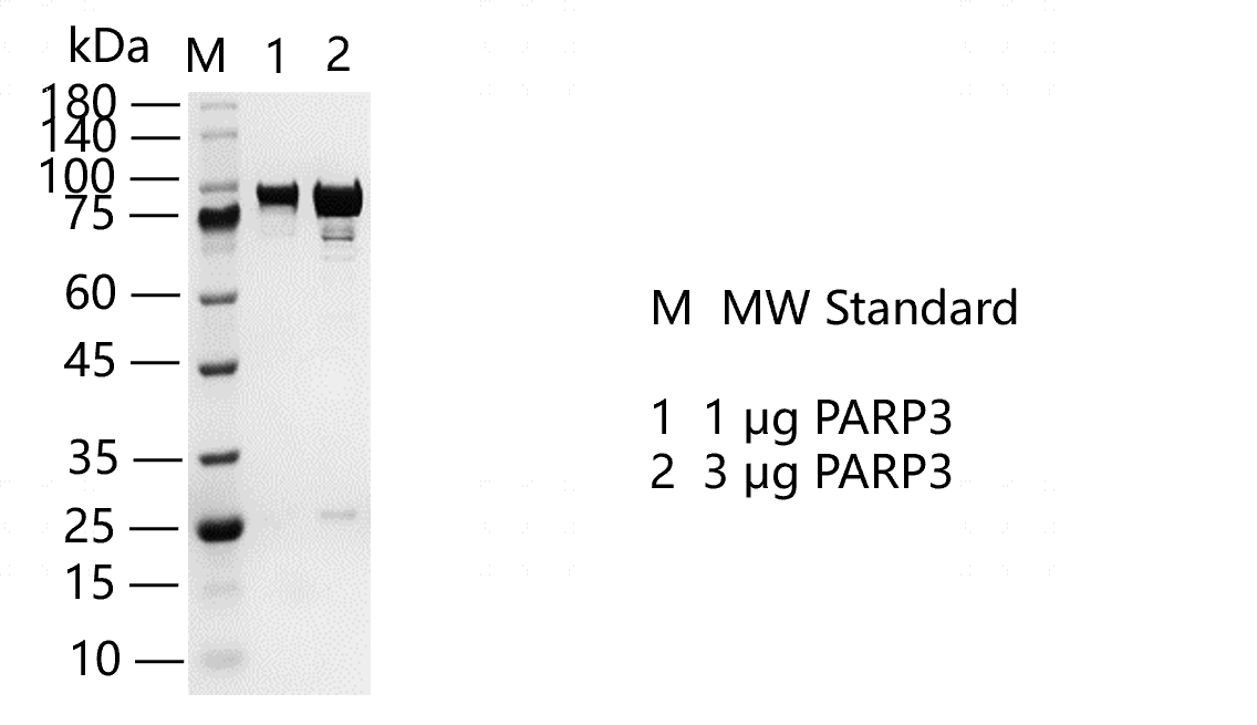 PARP3.png