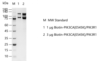 K140221021-Biotin-PIK3CA[E545K]-PIK3R1.p