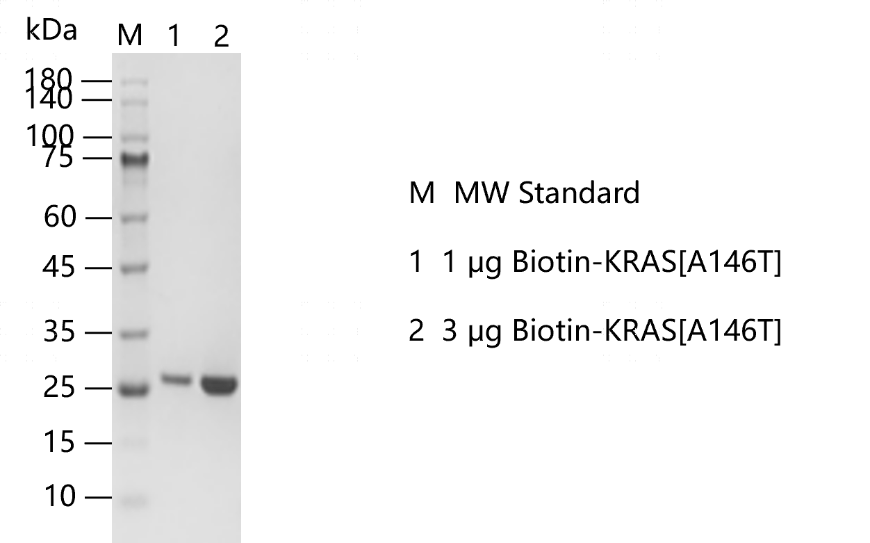 A140425021-Biotin-KRAS[A146T].png