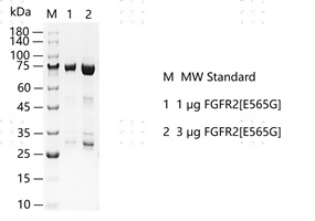S2306T-H09G FGFR2[E565G] Protein&nbsp;@G13091