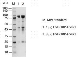 S2301T-H09G FGFR10P-FGFR1 Protein&nbsp;@G1308