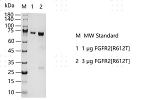 S2303T-H05G FGFR2[R612T] Protein&nbsp;@G13053
