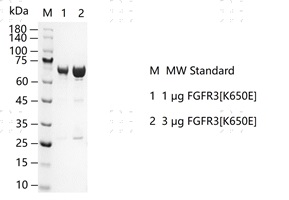 S2303T-H28G FGFR3[K650E] Protein&nbsp;@G13080