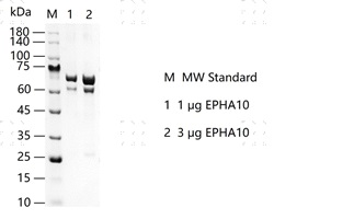 S2304T-H87G EPHA10 Protein&nbsp;@G130817011-做