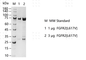 S2306T-H17G FGFR2[L617V] Protein&nbsp;@G13091
