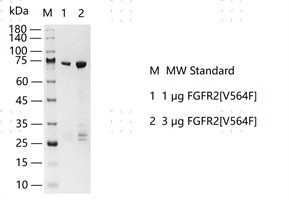S2303T-H06G FGFR2[V564F] Protein&nbsp;@G13060