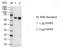 S2301T-H11G FGFR3 Protein&nbsp;@G130606012-做.