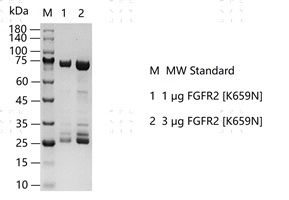 S2303T-H03G FGFR2[K659N] Protein&nbsp;@G13052