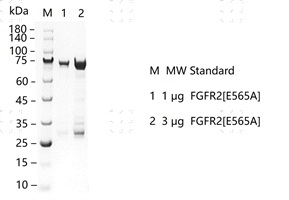 S2306T-H13G FGFR2[E565A] Protein&nbsp;@G13091