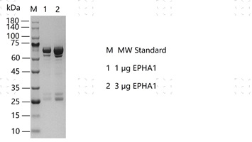 S2301T-H18G EPHA1 Protein @K130403011-做.