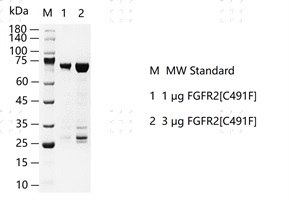 S2306T-H08G FGFR2[C491F] Protein&nbsp;@G13091