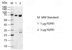 S2301T-H08G FGFR1 Protein&nbsp;@G130831022-做.