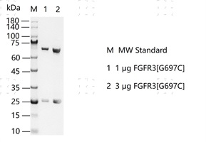 S2303T-H27G FGFR3[G697C] Protein&nbsp;@G13061