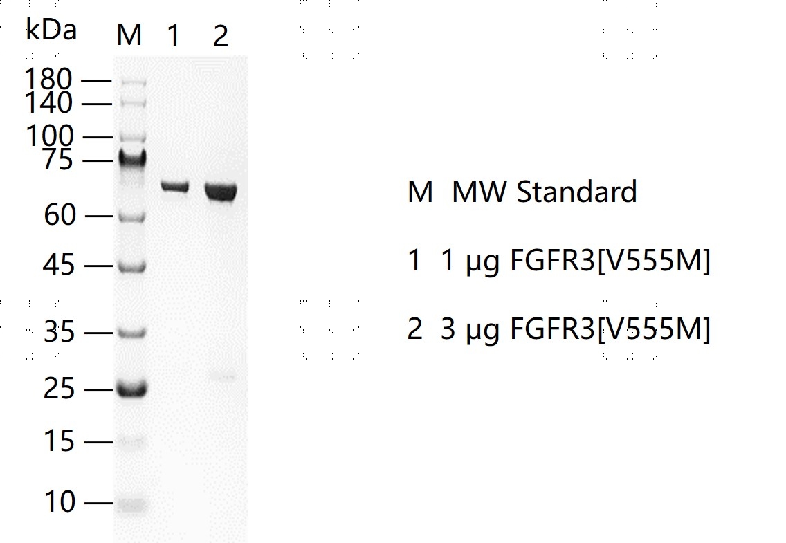 S2303T-H31G FGFR3[V555M] Protein&nbsp;@G13061