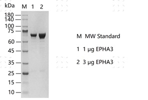 EPHA3 Protein&nbsp;@K130613013-做.jpg