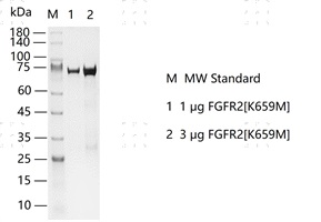 S2306T-H18G FGFR2[K659M] Protein&nbsp;@G13081