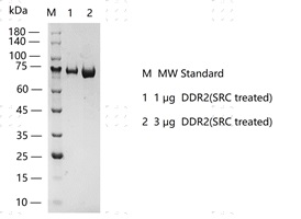S2211T-H18G DDR2(SRC treated)&nbsp;Protein&nbsp;@G