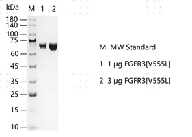 S2303T-H26G&nbsp;FGFR3[V555L] Protein&nbsp;@G13060