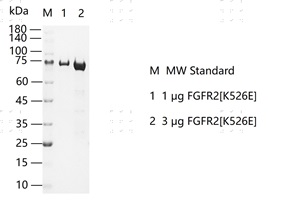 S2306T-H10G FGFR2[K526E] Protein&nbsp;@G13082