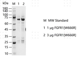 FGFR1[W666R]&nbsp;Protein&nbsp;@K131216012-做.jpg
