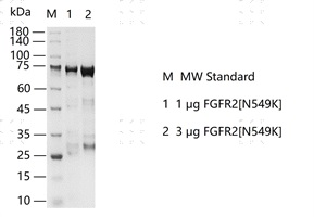 S2306T-H12G FGFR2[N549K] Protein&nbsp;@G13081