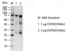 FGFR2[V564L] Protein&nbsp;@G130912011-做.jpg