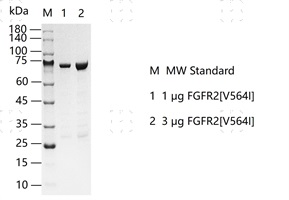 S2303T-H07G FGFR2[V564I] Protein&nbsp;@G13060