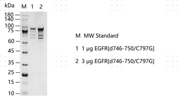 S2308T-H34GS EGFR[d746-750 C797G]&nbsp;Protei