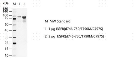 S2304T-H34G EGFR d746-750 T790M C797S&nbsp;Pr