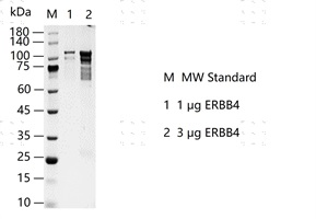 S2307T-H46GF ERBB4 Protein @G131008012-