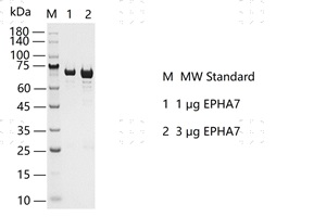 S2301T-H24G EPHA7 Protein @G130420011-做.