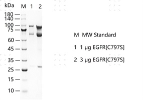 EGFR[C797S]&nbsp;Protein&nbsp;@G130806013-做.jpg
