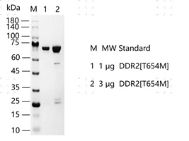 S2308T-H36G DDR2[T654M]&nbsp;Protein&nbsp;@K140103