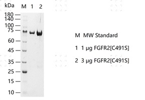 S2306T-H07G FGFR2[C491S] Protein&nbsp;@G13082