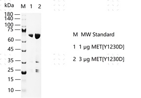 S2307T-H14G MET[Y1230D]&nbsp;Protein&nbsp;@G131130